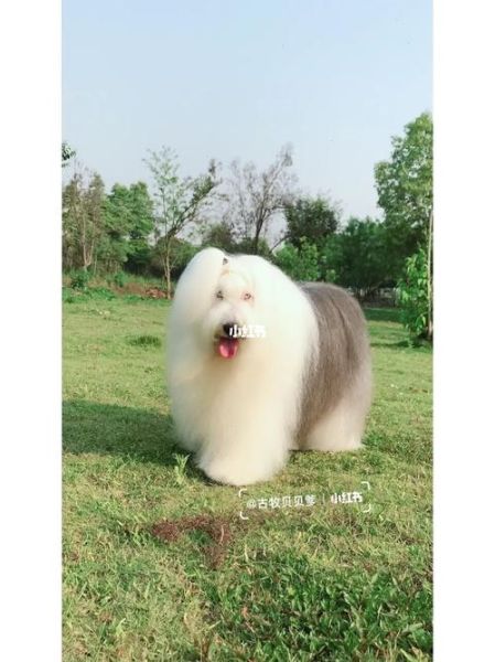 古牧狗(养它到底值不值)