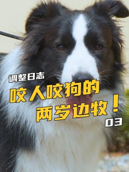 古牧羊犬( 它会咬人吗)