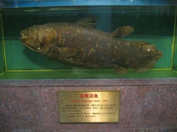 古空棘鱼( 它身上地图花纹是真的吗)