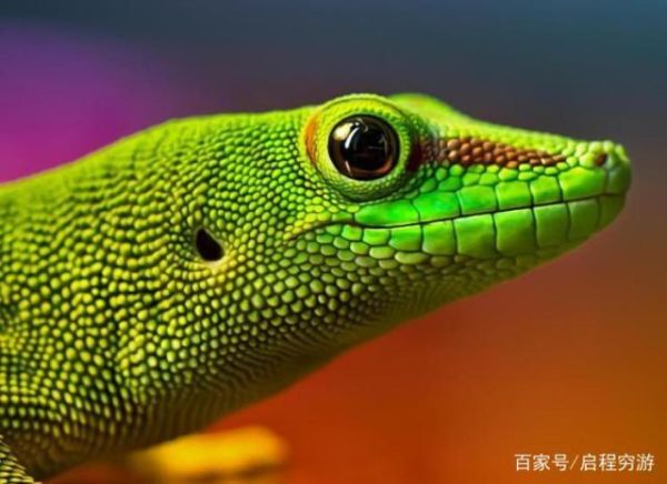 另类宠物吧( 你真的了解它们吗)