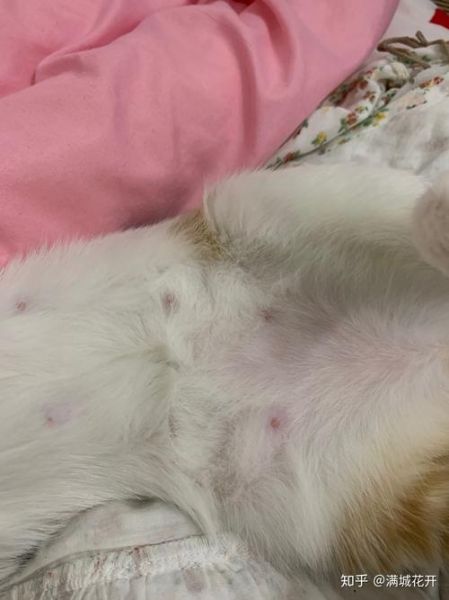 只有母猫有乳头吗(母猫才没有吗)