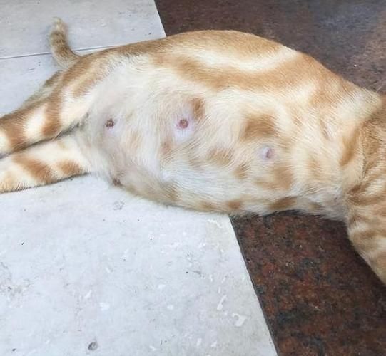 只有母猫有乳头吗(母猫才没有吗)