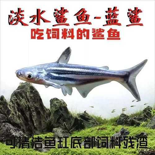 可以养的鲨鱼(哪种比较好养)