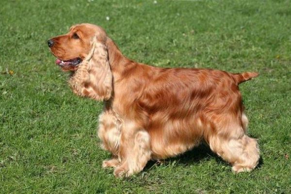 可卡多少钱(便宜的可卡犬质量怎么样)