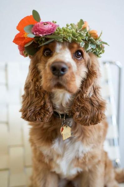 可卡多少钱(便宜的可卡犬质量怎么样)