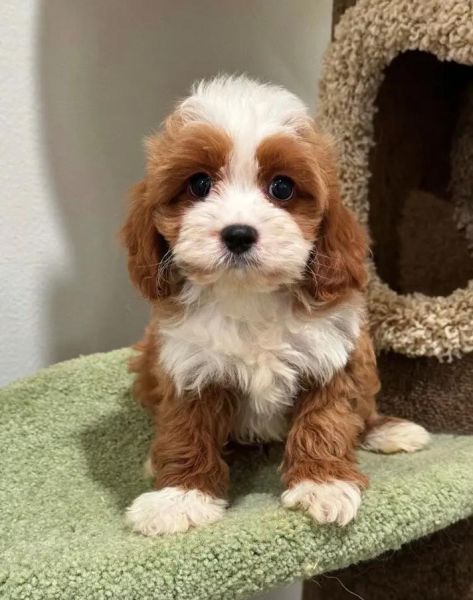 可卡幼犬( 谁来帮助它回家)