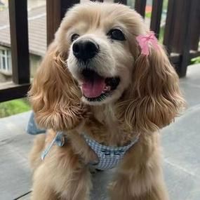 可卡幼犬( 谁来帮助它回家)