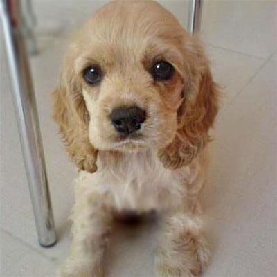 可卡犬( 它们是不是真的像看起来那样温柔)
