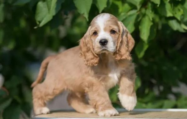 可卡犬价格 可卡犬多少钱一只( 什么样的可卡犬最适合我)