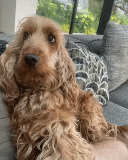 可卡犬价格 可卡犬多少钱一只( 什么样的可卡犬最适合我)