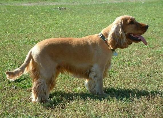 可卡犬图片(它和英国王室有什么关系)