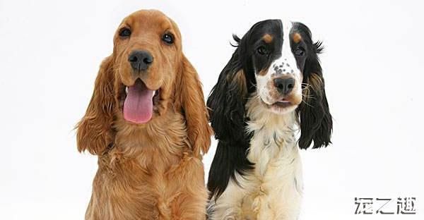 可卡犬图片(它和英国王室有什么关系)