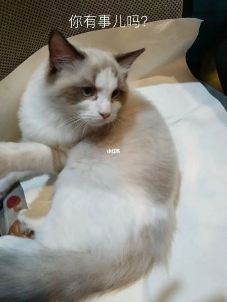 可爱宠物名字(还是叫球球好)