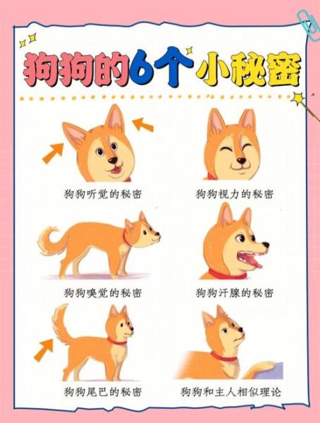 可爱宠物狗(你真的了解它的习性吗)
