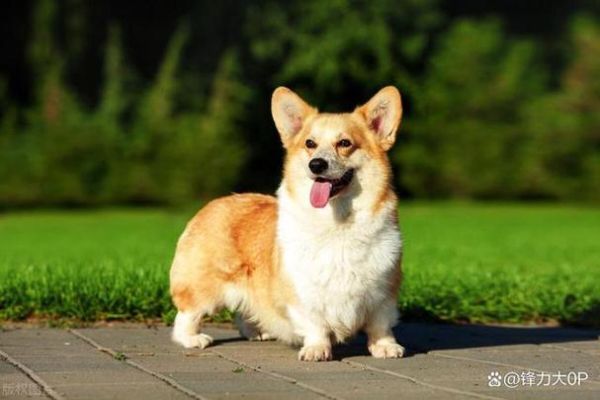 可爱狗狗品种(哪种狗狗最适合家庭饲养)