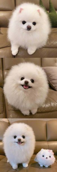 可爱狗狗图片(你有没有被萌化了)