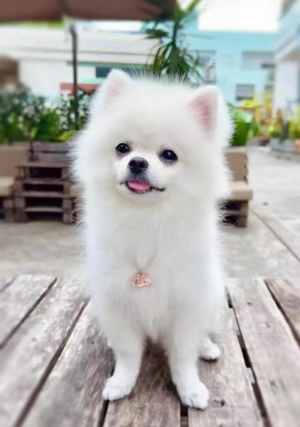 可爱狗狗图片大全(你还会觉得狗狗不萌吗)
