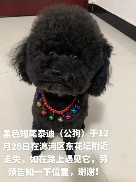 可爱的狗名字(还是叫它可乐好呢)