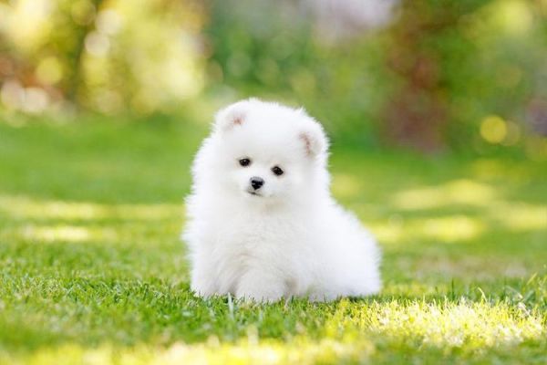 可爱茶杯犬图片( 能放进茶杯里吗)