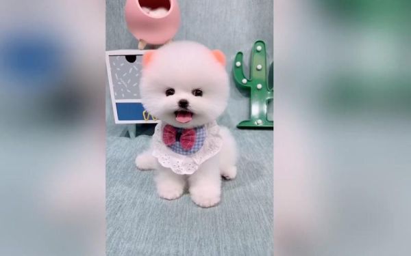 可爱茶杯犬图片( 能放进茶杯里吗)