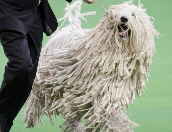 可蒙犬( 可蒙犬真的适合新手铲屎官吗)