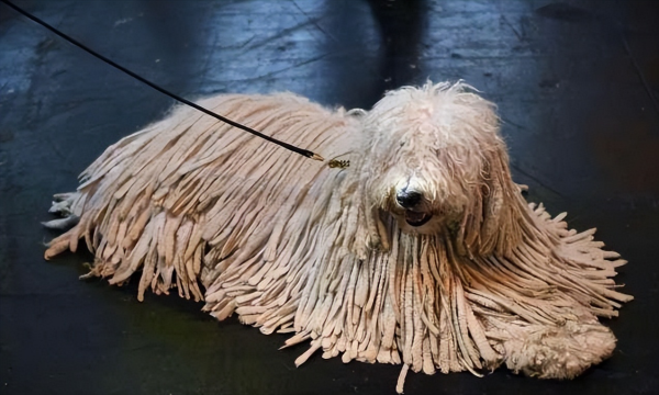 可蒙犬( 可蒙犬真的适合新手铲屎官吗)