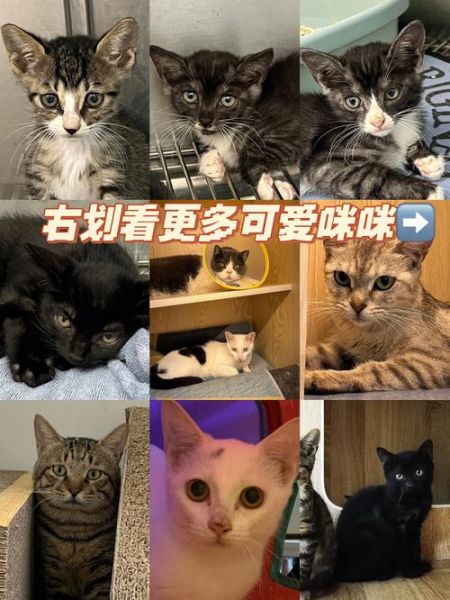 右猫(你觉得它适合这家公司吗)