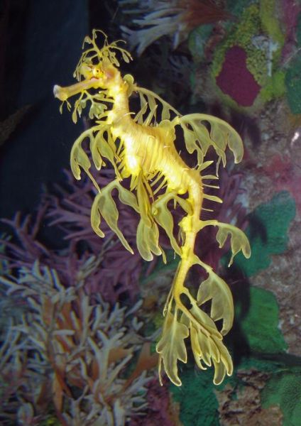 叶海龙鱼(它真的是海洋中的大熊猫吗)