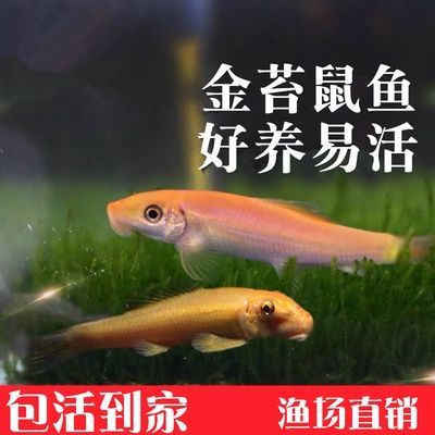 吃鱼屎的鱼(谁说鱼不吃垃圾)