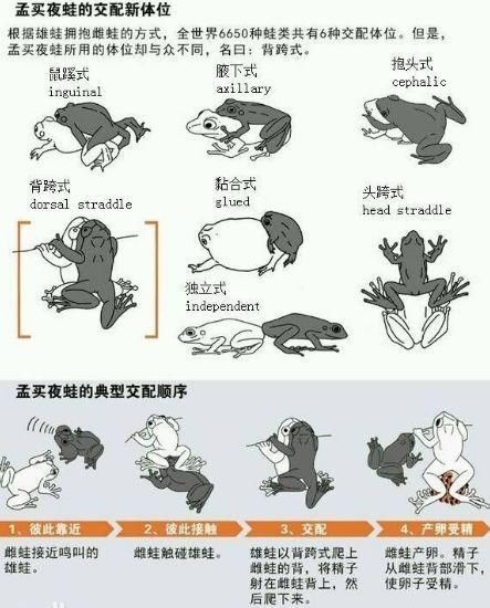 各种动物交配( 它们是怎么做到的)
