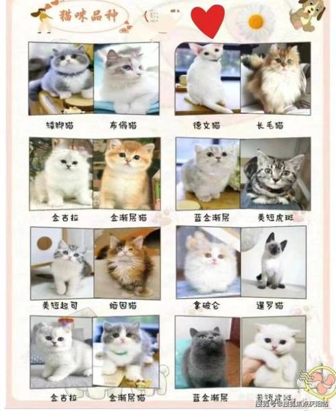 各种宠物狗价格(养一只比熊犬要花多少钱)