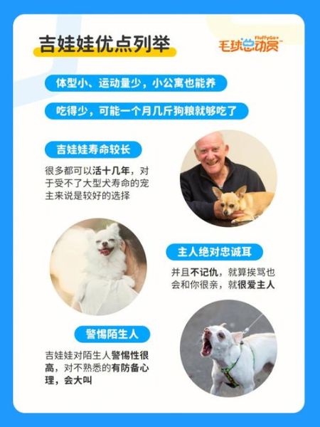 吉娃娃吃什么狗粮好(进口粮和国产粮哪个更靠谱)