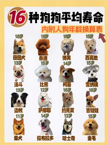 吉娃娃寿命(我养它能陪伴我多久)