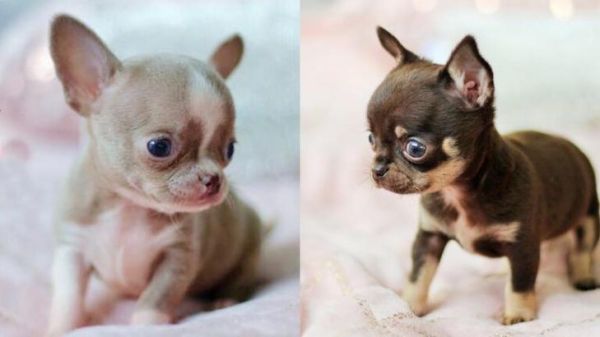 吉娃娃犬(养它到底有什么好处)