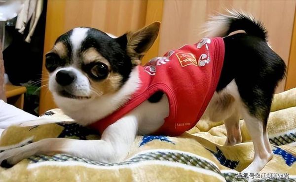 吉娃娃狗( 它们真的像传说中那么脆弱吗)