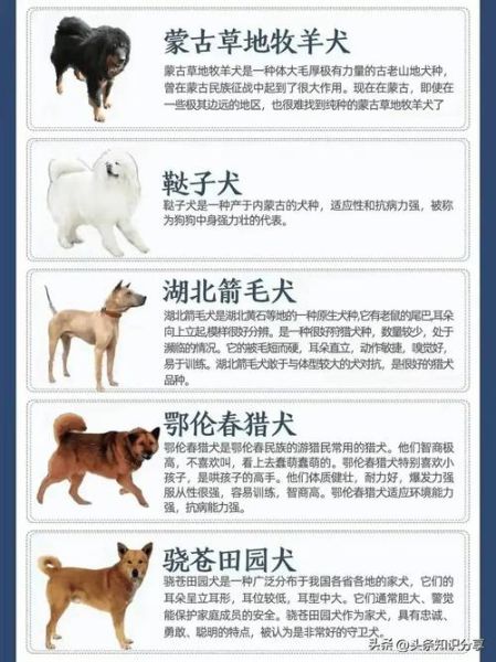 名犬介绍( 养它们需要准备些什么)