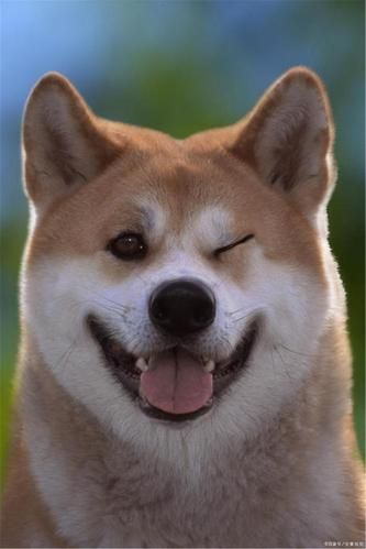 名犬图片(哪只狗狗最让你印象深刻)