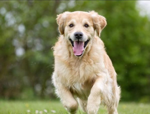 名犬图片(哪只狗狗最让你印象深刻)