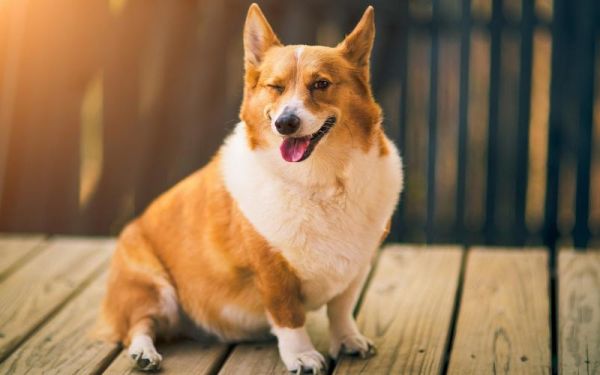 名犬图片大全(这些图片带你领略它们的独特魅力)