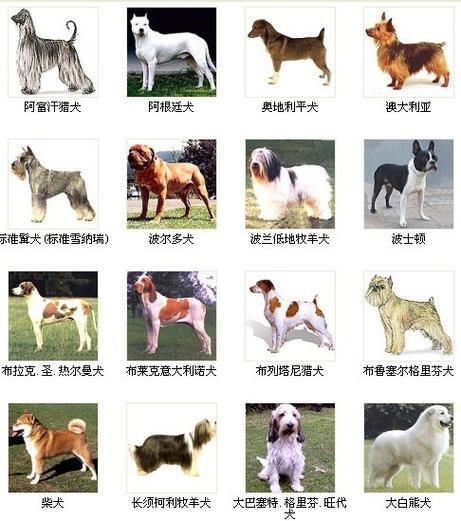 名犬大全(你做好准备了吗)