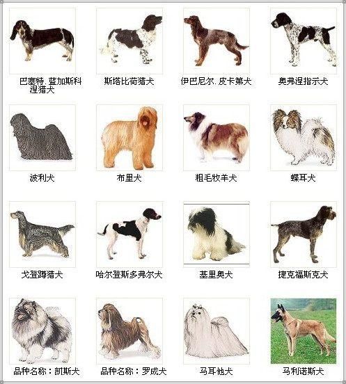 名犬大全(你做好准备了吗)