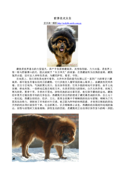 名犬网(名犬网提供专业指导)
