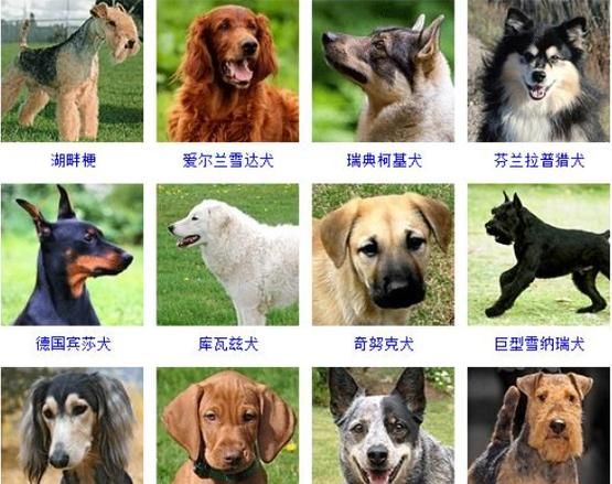 名狗大全(它们各自有什么特点)