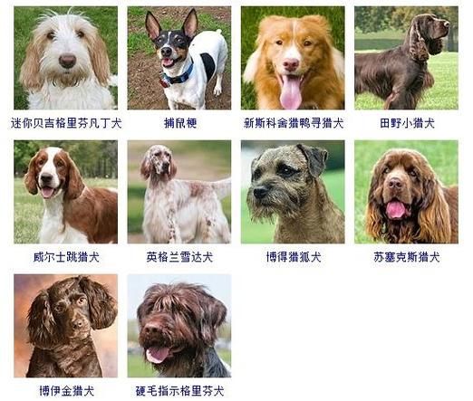 名狗大全(它们各自有什么特点)