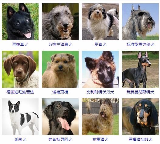 名狗排名(你最想养哪种)