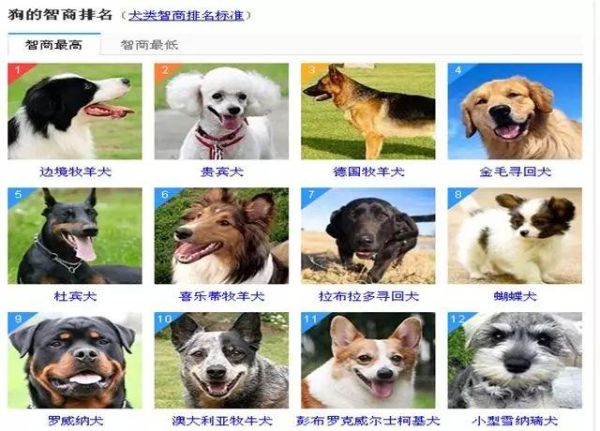 名狗排名(你最想养哪种)