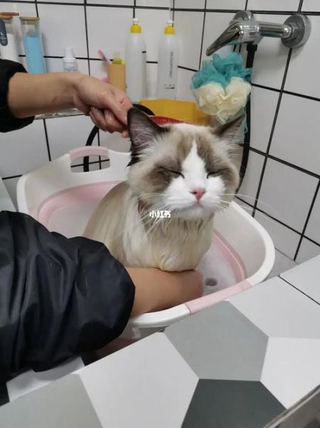 吸猫什么意思( 是单纯的喜欢还是更深层的感情)
