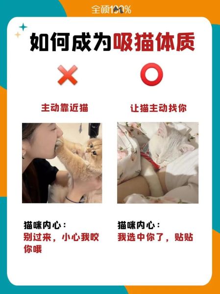 吸猫什么意思啊(为什么大家都想吸猫)
