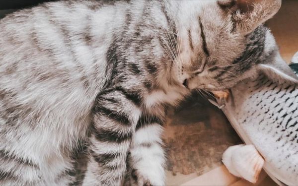 吸猫是什么意思(那使劲闻猫算不算吸猫呢)
