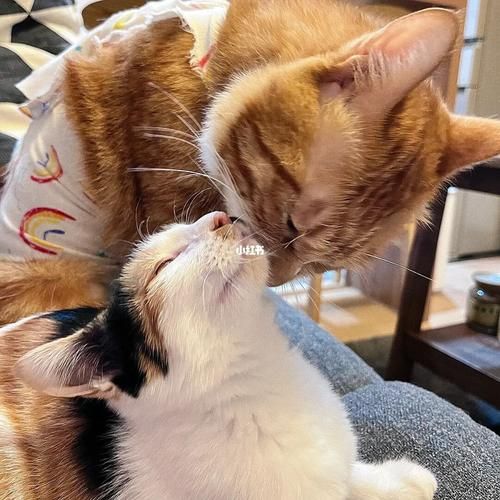 吸猫是什么意思(那使劲闻猫算不算吸猫呢)